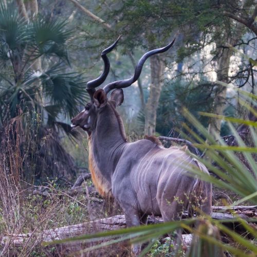 Large African antelope (Kudu) in Gorongosa National Park