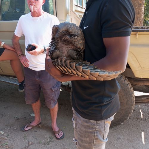 Man showing pangolin Gorongosa National Park Mozambique