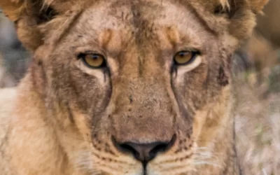 Mozambique Offers the Best Exclusive Safaris in Africa