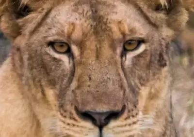 Lioness in Gorongosa National Park - Mozambique in Africa offers the best and most unique safaris