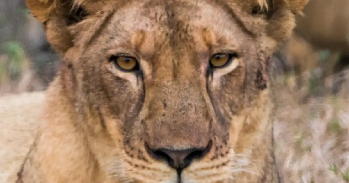 Lioness in Gorongosa National Park - Mozambique in Africa offers the best and most unique safaris