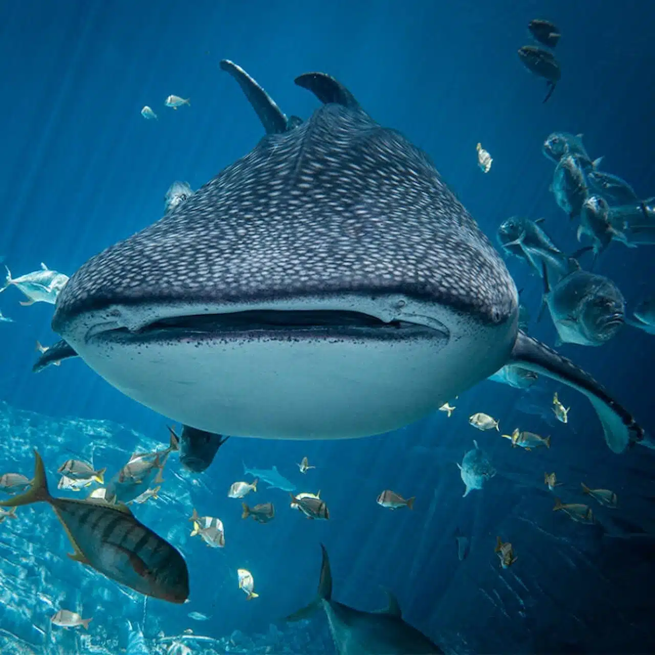 Whale sharks in Mozambique 5 things that make Mozambique unique 4. Safaris on land and Ocean