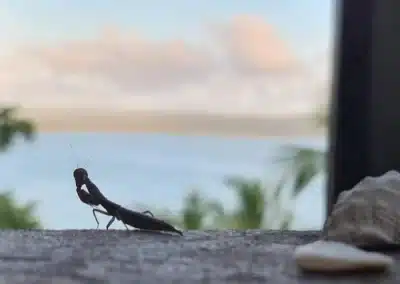 Bul Bul Homestay nature retreat Mozambique 1