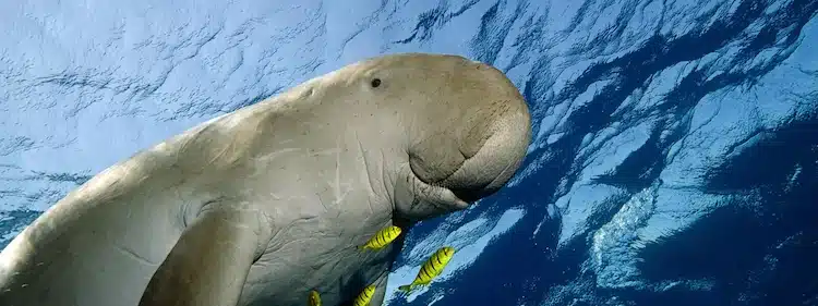 Dugong (source: World Wildlife Fund) 5 things that make Mozambique unique 4. The Big Five on land and ocean