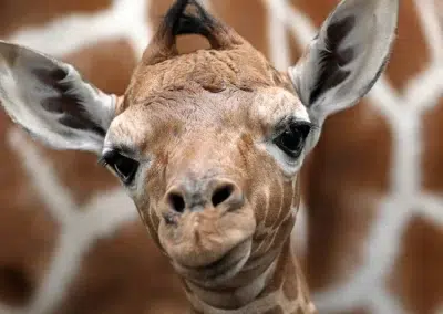 Giraffe in Zinave National Park in Mozambique. Discover Unique Mozambique with me. Personalized travel & retreats in Mozambique