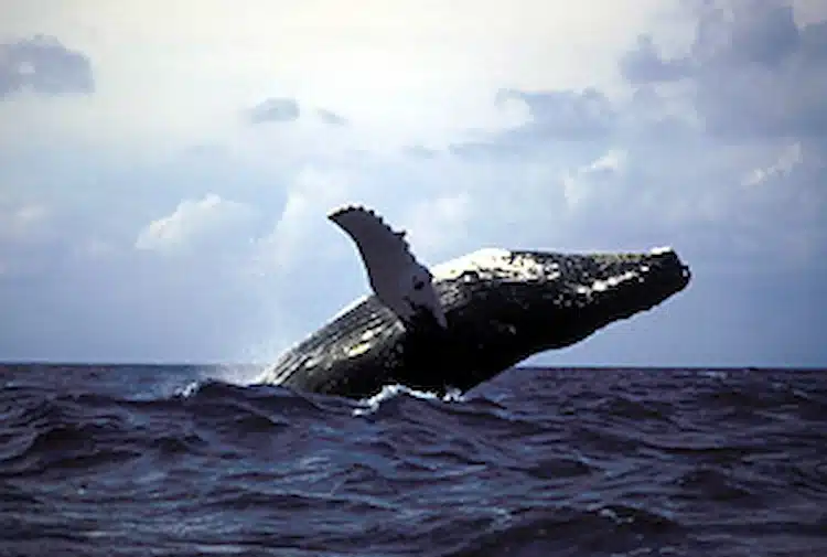 Humpback whale (source: WWF) 5 things that make Mozambique unique 4. Safaris on land and ocean