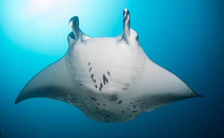 Manta rays Mozambique (source: Marina Megafauna Foundation) 5 things that make Mozambique unique 4. Safaris on land and ocean