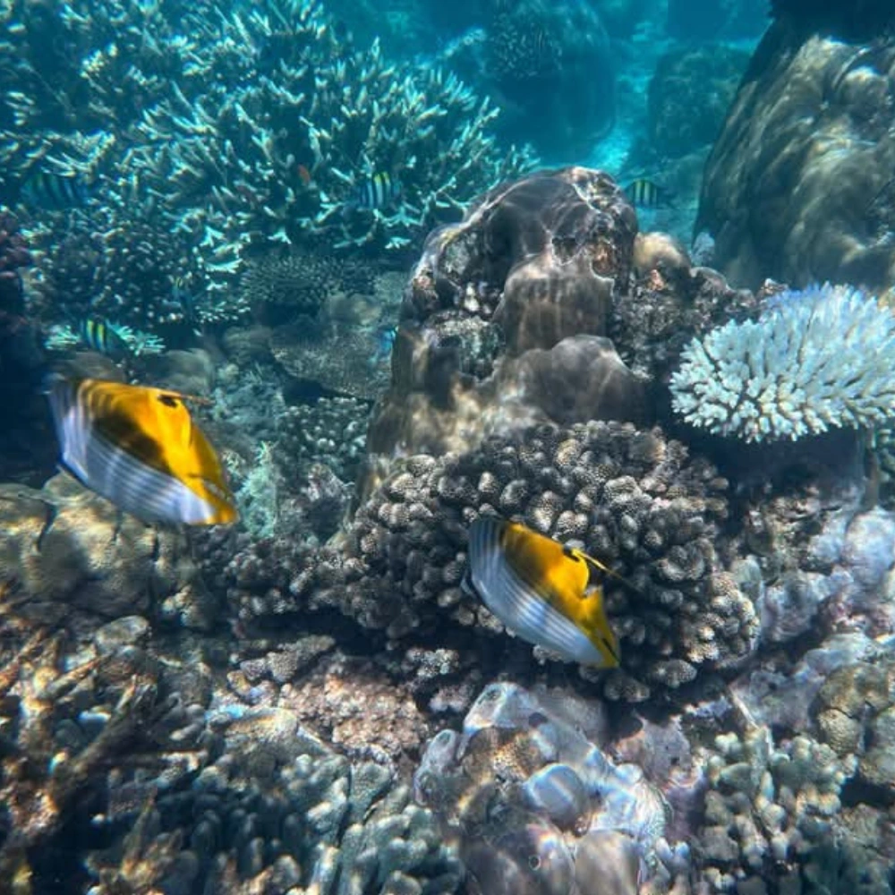 For pristine snorkeling and diving, consider Mozambique
