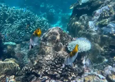 Best places for diving and snorkeling unique Mozambique unique experiences personalized travel & retreats in Mozambique