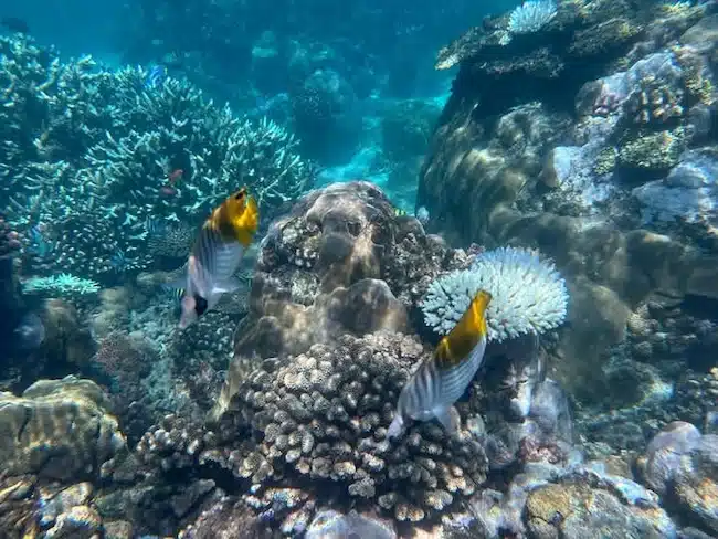 diving & snorkeling in Mozambique (private photo) Best places for diving and snorkeling unique Mozambique