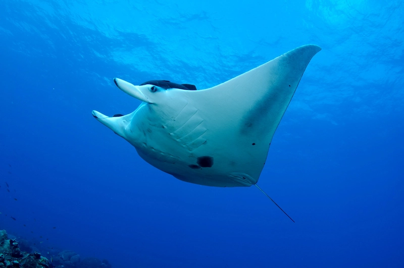 Manta Rays Mozambique Bazaruto Archipelago Best places to visit in Mozambique Unique Mozambique Africa Bazaruto Archipelago