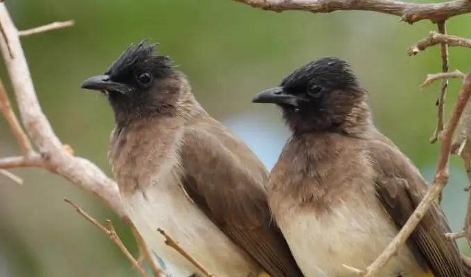Bulbul bird in Mozambique Africa