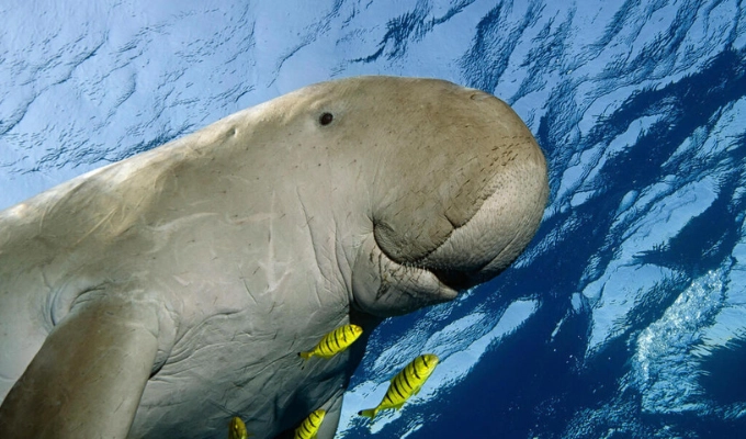 Dugong Mozambique (source photo WWF) Discover Unique Mozambique with me