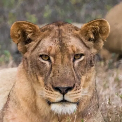 Lioness in Gorongosa National Park - Mozambique in Africa offers the best and most unique safaris