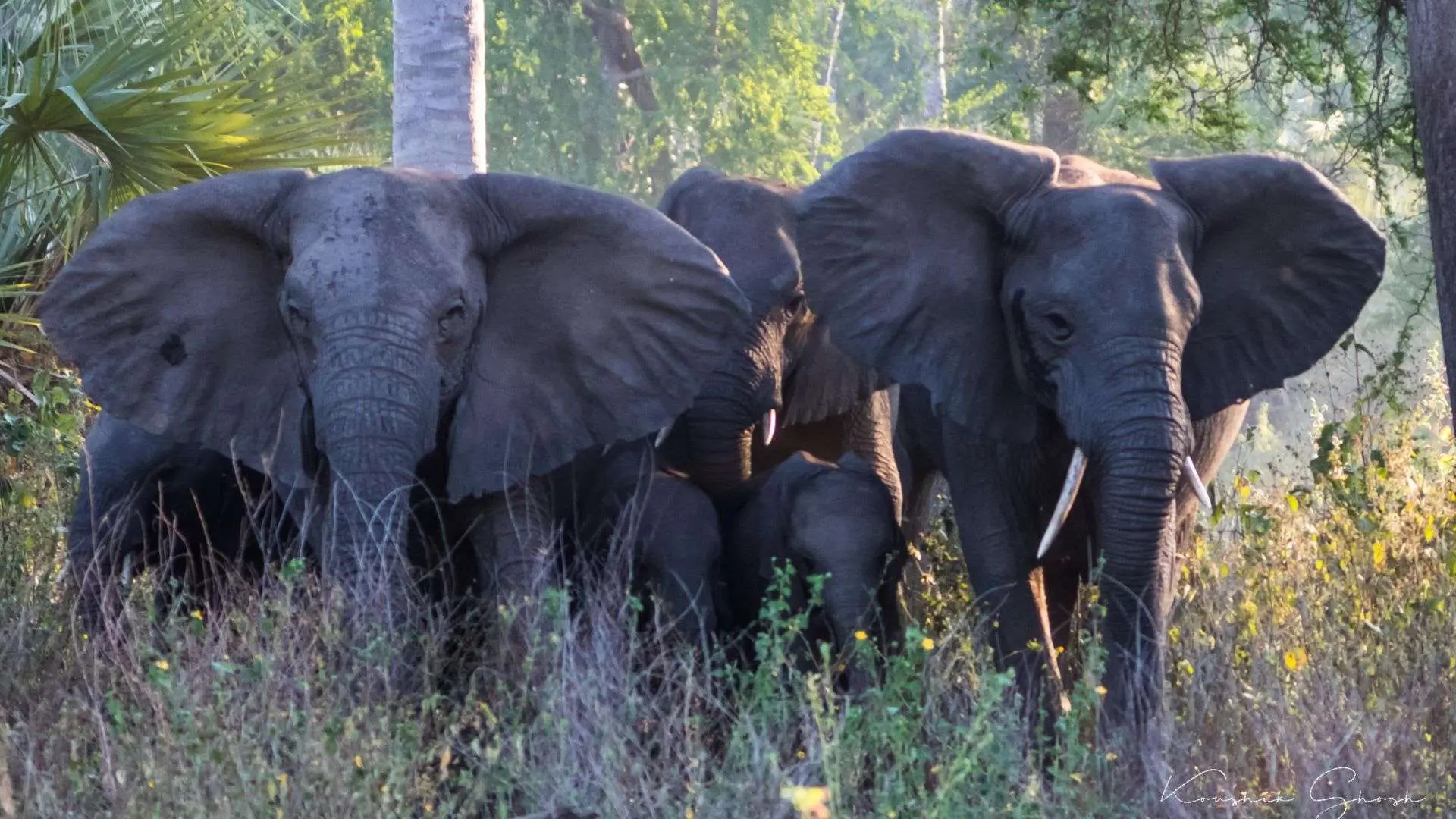 Olifanten in Gorongosa Nationaal Park Mozambique Afrika Authentiek Afrika wacht op je in Mozambique