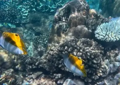 The colourful fish in the protected Bazaruto Archipelago: Mozambique is a fantastic place for snorkeling and diving