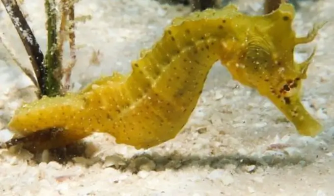Save the seahorse local ecotourism project Mozambique