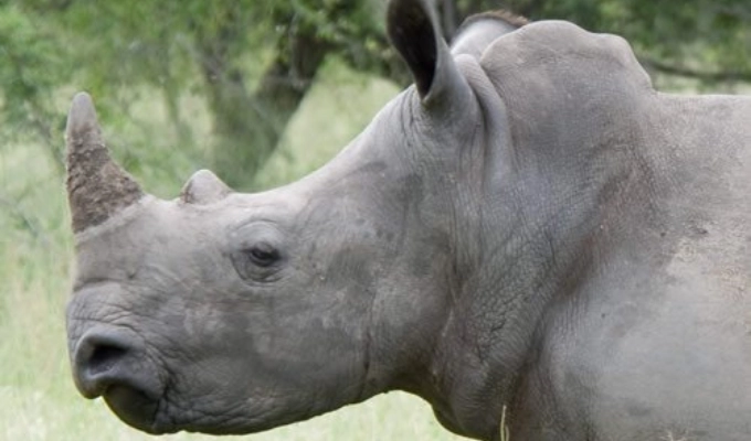 White Rhino Zinave National Park what to do in Mozambique