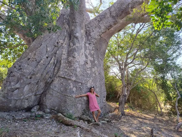 Baobab trees in Mozambique Baobab Trees in Mozambique Africa Tree of Life