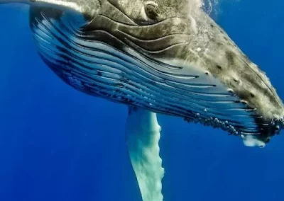 Bultrug walvissen in Mozambique