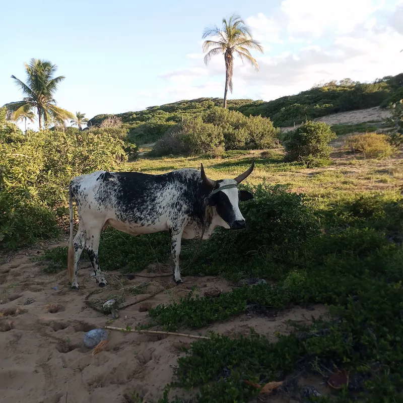 Local cows in Mozambique Homestay Mozambique