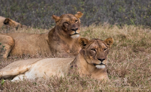 Gorongosa National Park Highlights Mozambique small group tour October 2026