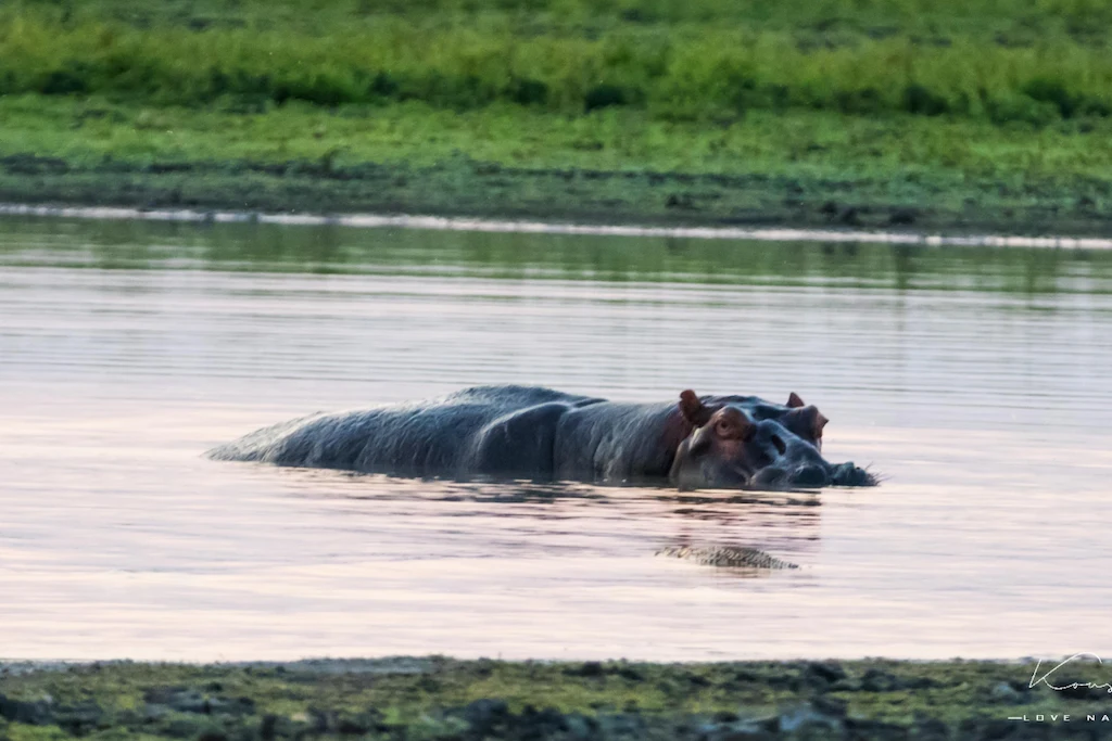 Hippo floating in the calm rivers of remote Gorongosa National Park, Mozambique – a rare wildlife encounter on your small group adventure  