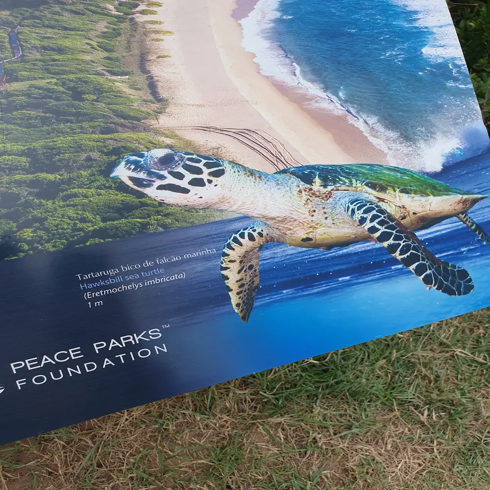 Zeeschildpadden in Maputo Nationaal Park zeeschildpadden in de tropische wateren van de Indische Oceaan in Mozambique