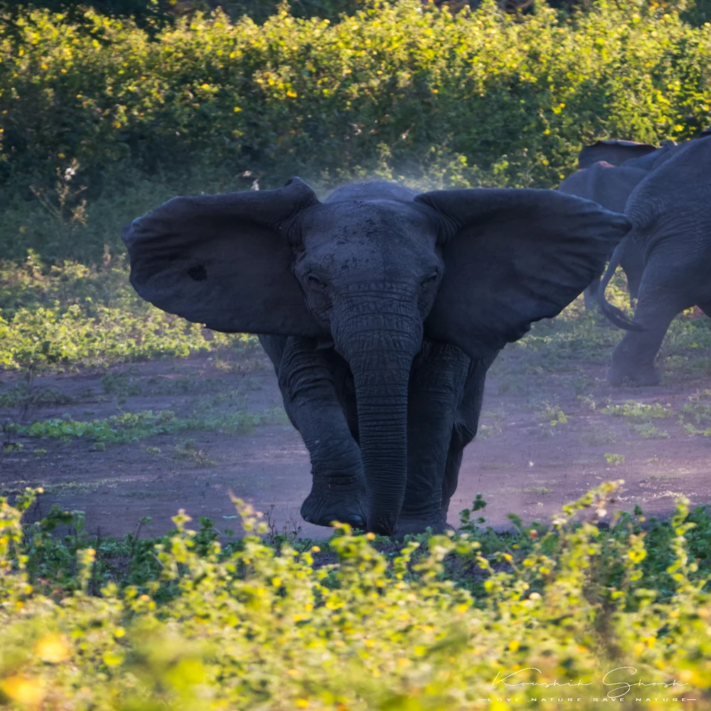 Majestic male elephant in the wild landscapes of Gorongosa National Park, Mozambique