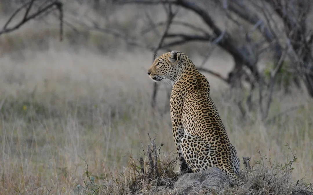 The Best Safari and Beach Adventure Africa -Mozambique & South Africa
