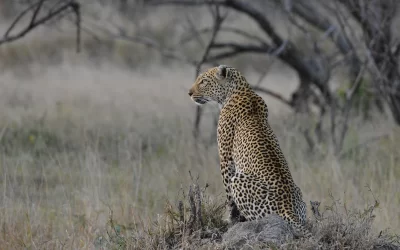 The Best Safari and Beach Adventure Africa -Mozambique & South Africa