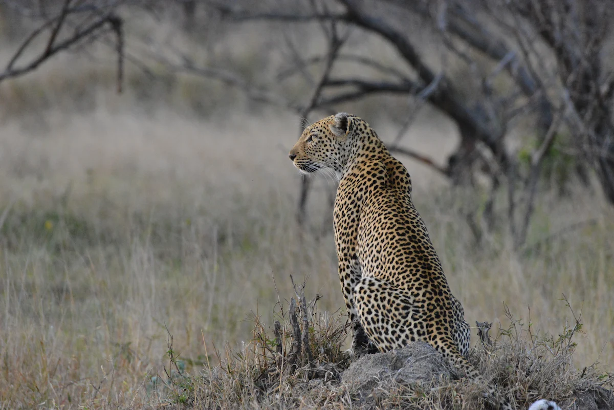 Beautiful leopard spotted during a safari in South Africa with Zazoe Xperience