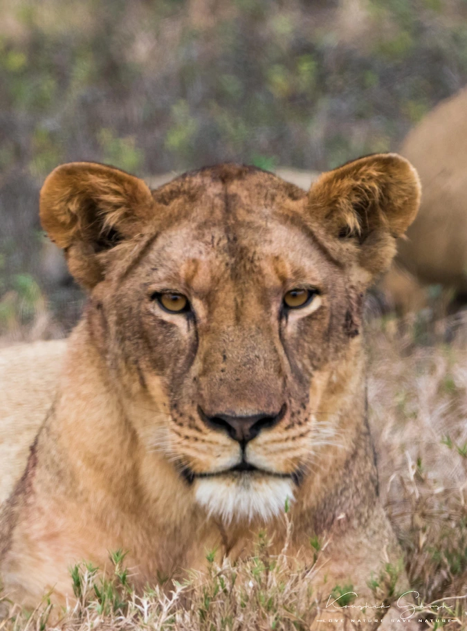Lioness in Gorongosa National Park, Mozambique.