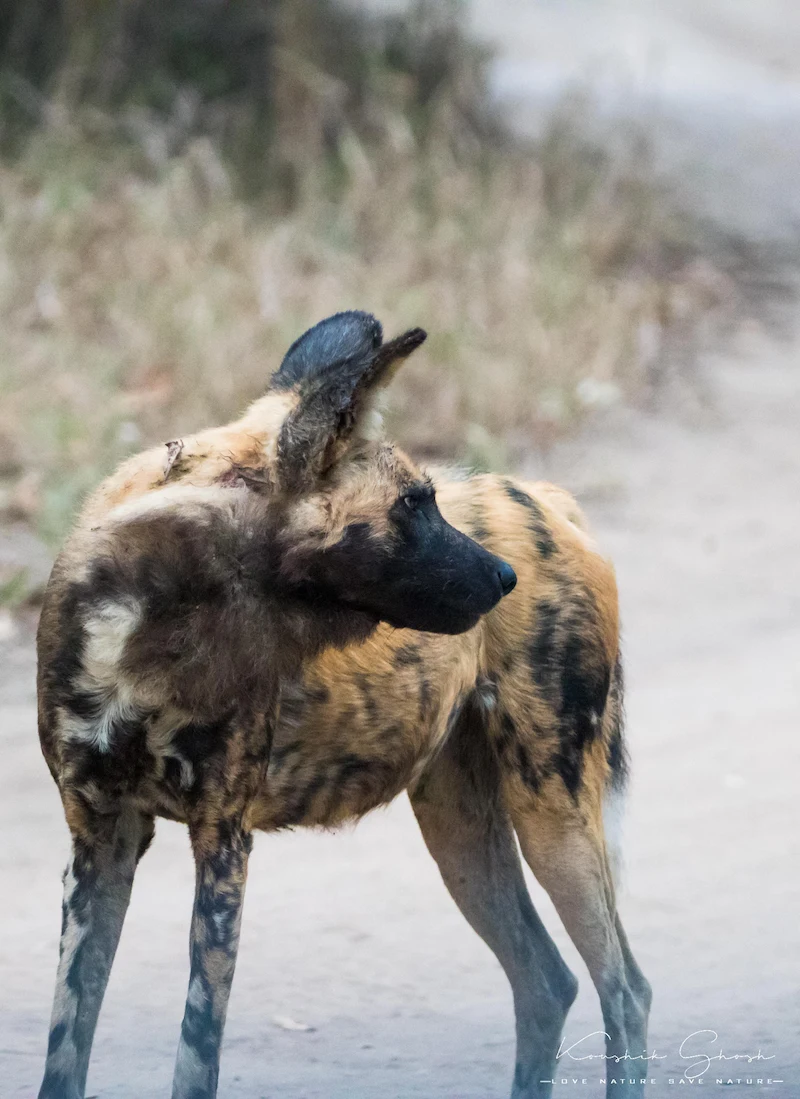 African wild dog standing alert in the grasslands of Gorongosa National Park, showing its distinctive patchwork coat, large rounded ears, and focused gaze in a natural wilderness setting
