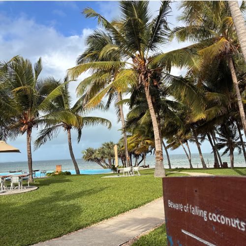 Coconut palm trees with a “Beware of Falling Coconuts” sign in Vilanculos, Mozambique