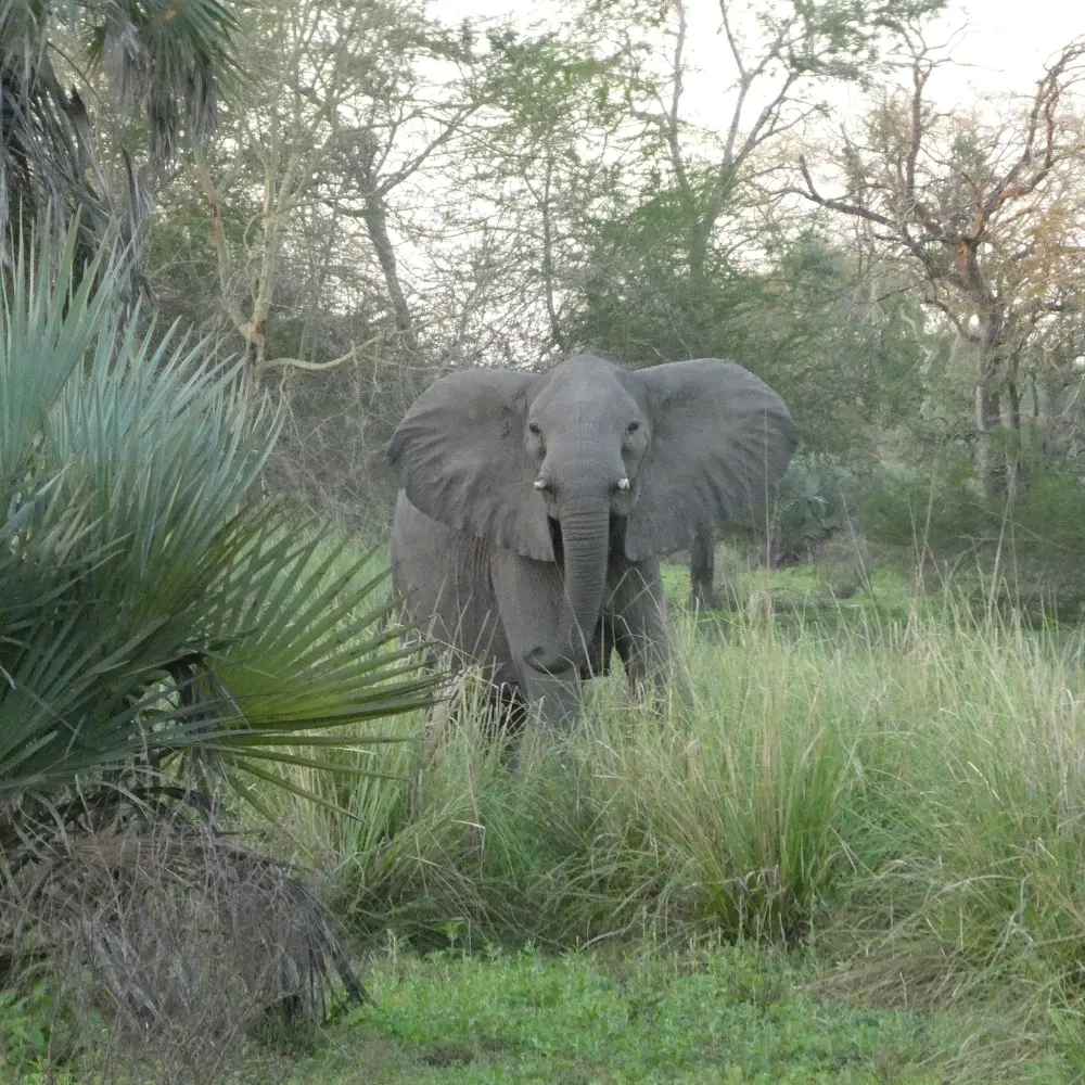 Elephant Gorongosa National Park Mozambique A large elephant standing in the grasslands of Gorongosa National Park, Mozambique.