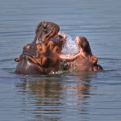 wo hippos resting in the water of the Save River in Zinave National Park, Mozambique.