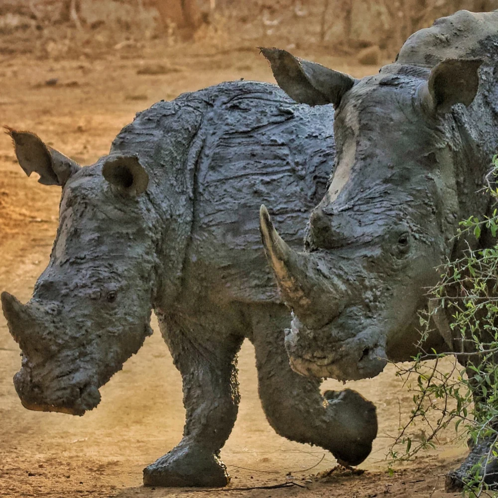 Rhinos Zinave National Park wo rhinos standing in the grasslands of Zinave National Park in Mozambique.