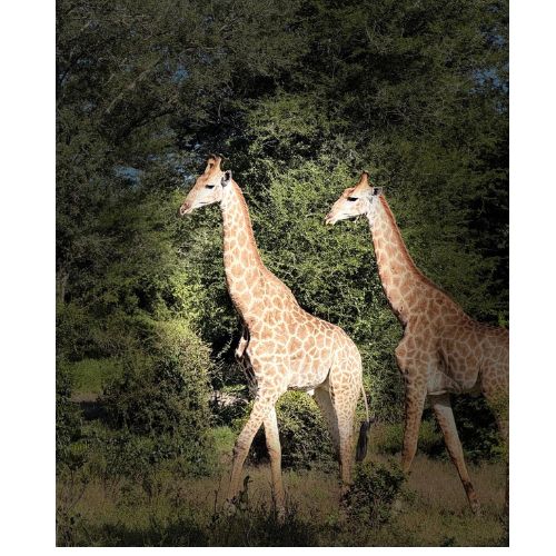 Two giraffes standing in the bush of Zinave National Park, Mozambique