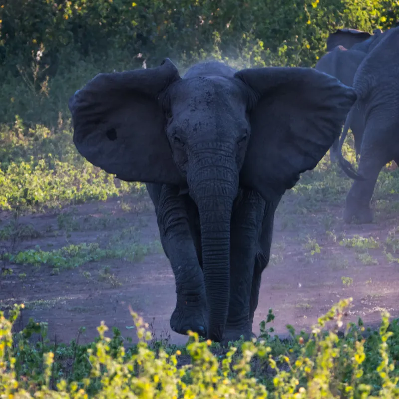Majestic male elephant in the wild landscapes of Gorongosa National Park, Mozambique